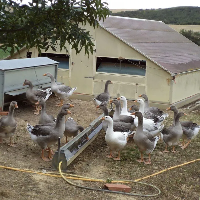 Éleveur canard gras à Belpech